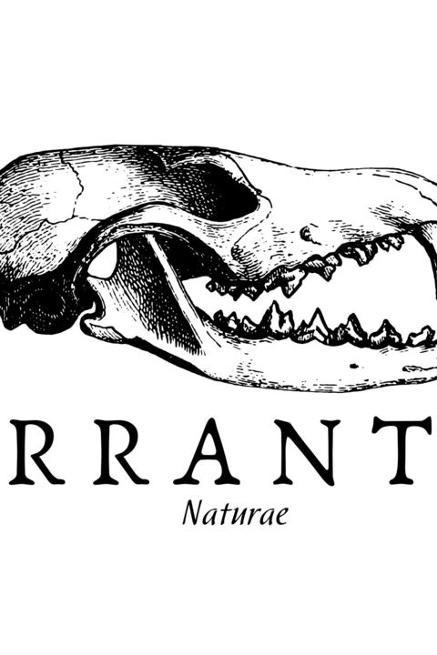 ERRANTE - 1