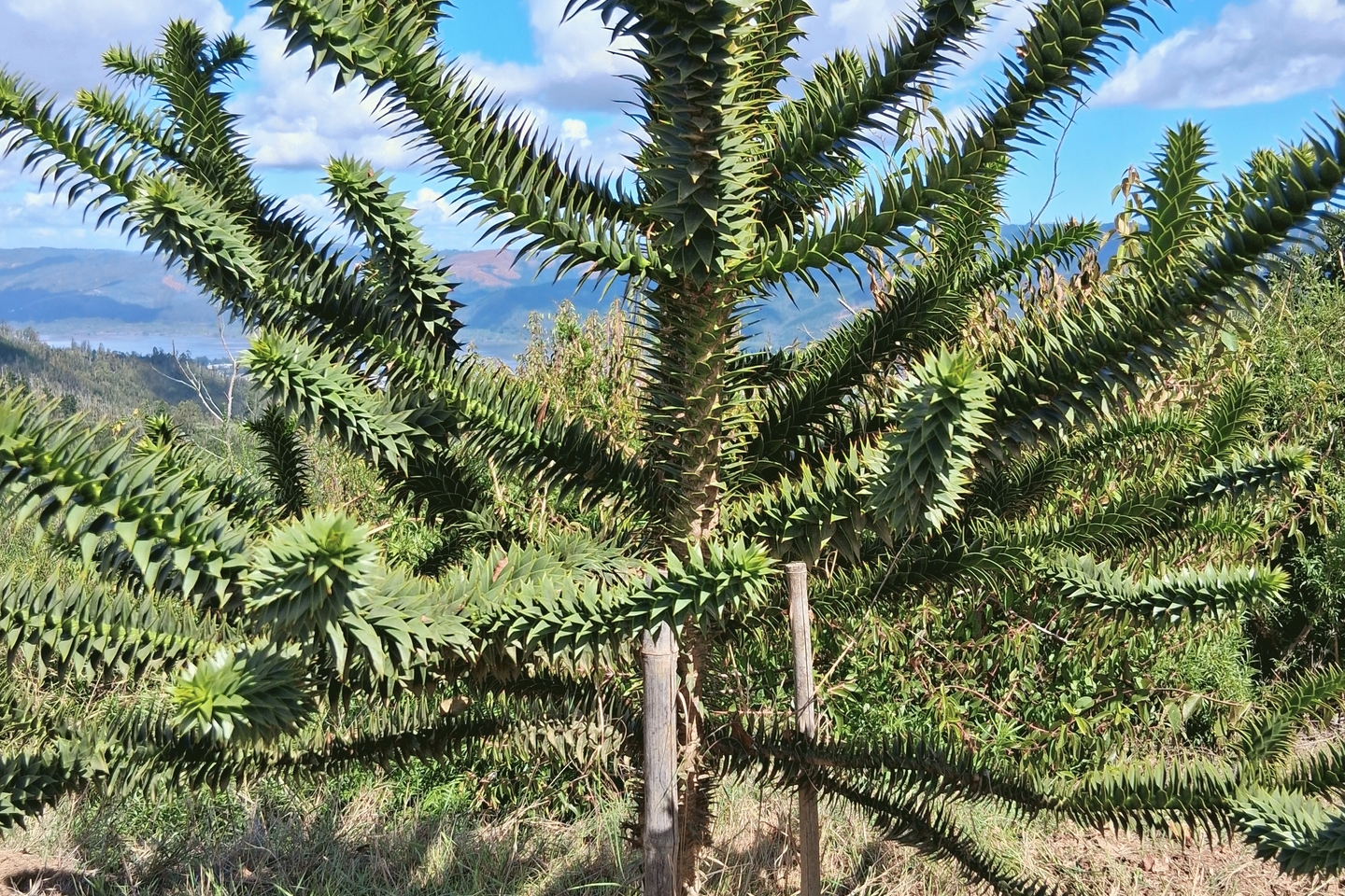 Araucaria araucana