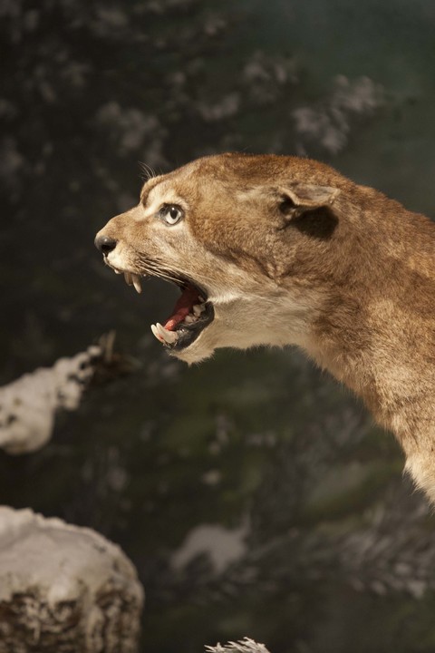 Museo Nacional de Historia Natural de Santiago