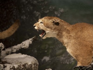 Museo Nacional de Historia Natural de Santiago