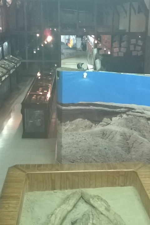 MUSEO PALEONTOLOGICO D CALDERA