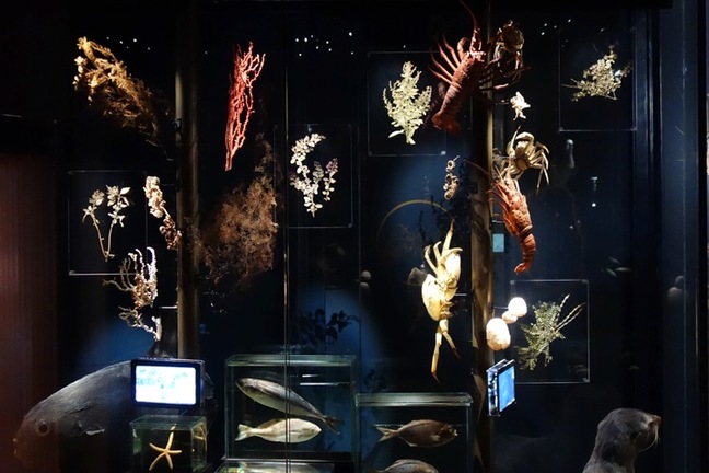 Sala Biodiversidad, Museo de Historia Natural de Valparaíso