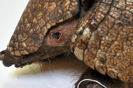 los misterios del museo colección ciencias naturales, armadillo.