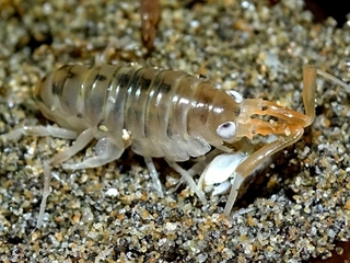 Orchestoidea tuberculata.