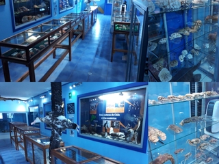 Museo-Acuario y Sala de Colecciones