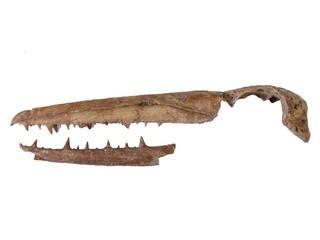 Pelagornis chilensis del Mioceno tardío, form. Bahía Inglesa, Chile. Repatriado en 2011 desde Fráncfort, Alemania, por el Museo Senckerberg. Foto gentileza Museo Nacional de Historia Natural